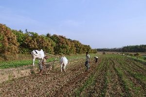 farm land