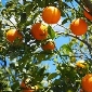 orange processing plant at morshi