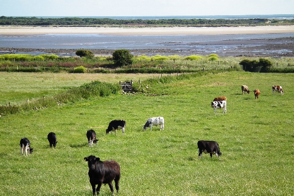 agricultural land