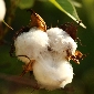 vidarbha highest cotton producing area in india