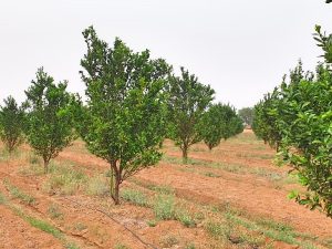 Orange trees