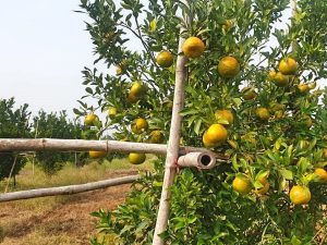 Orange tree