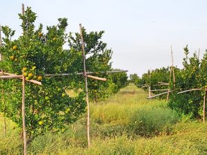 Orange trees