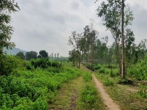 buy-land-near-pench-tiger-reserve-khubala-near-nagpur-canary-02
