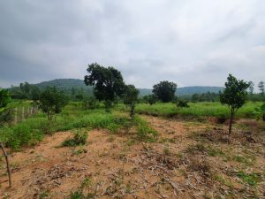 buy-land-near-pench-tiger-reserve-khubala-near-nagpur-canary-03